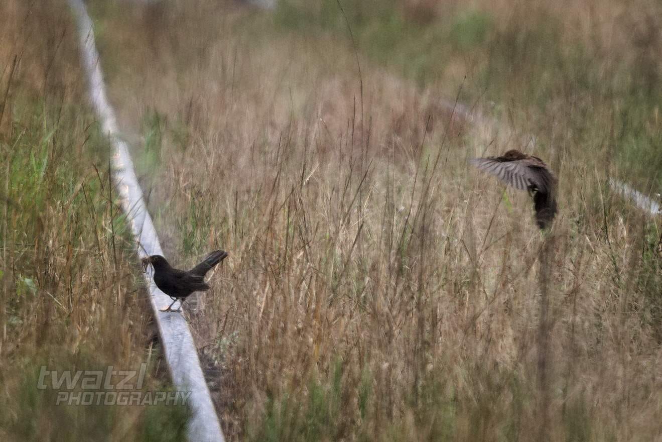 Der ÖGEG Schienenbus auf der Kohlebahn